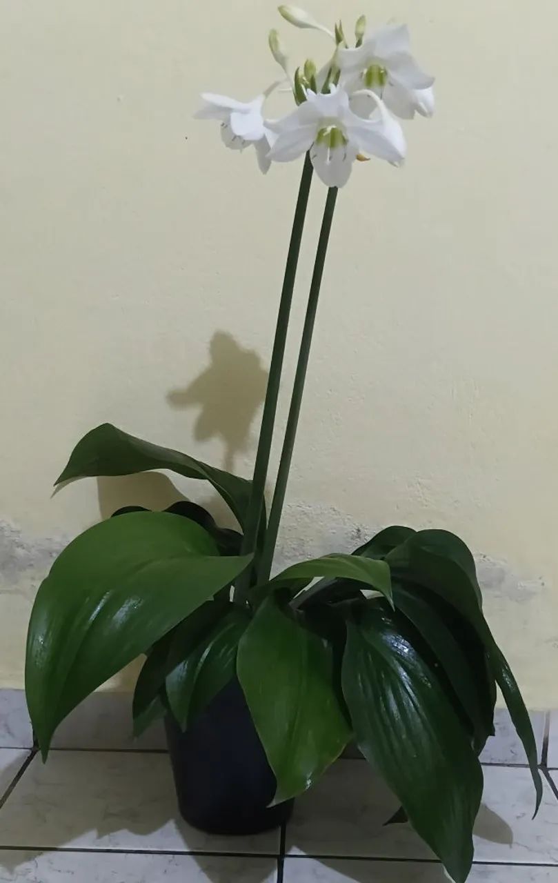 Plantas pendentes  - Foto 5
