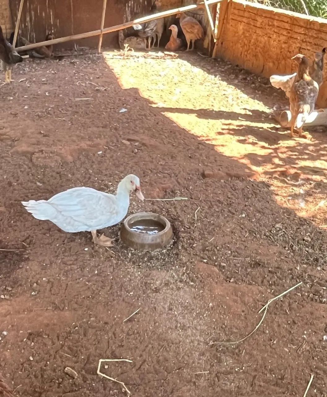 Patos  - Foto 2