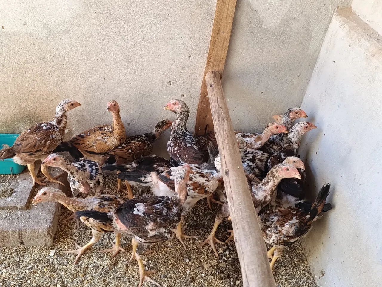 Frango mil flores 