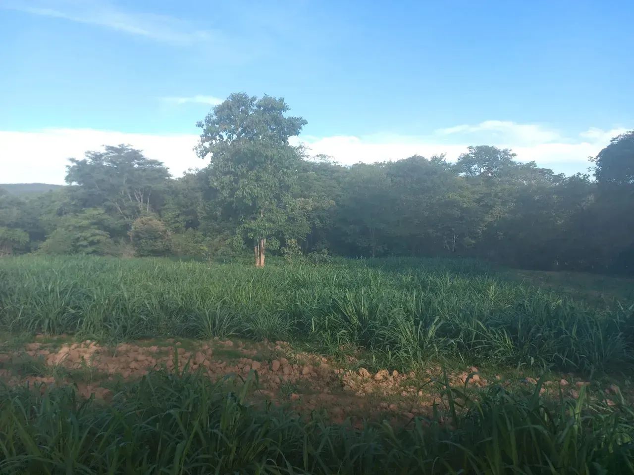 Vendo fazenda com 173 hectares na região de BONFINOPOLIS  próximo a Unai MG - Foto 4