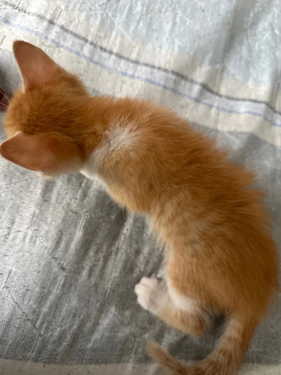 Gatinho laranja - Foto 3