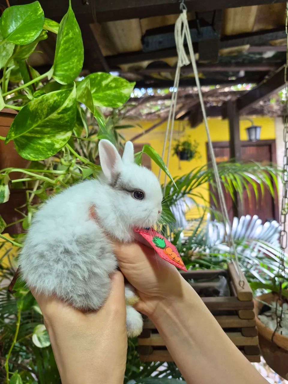Netherland dwarf macho - Foto 3