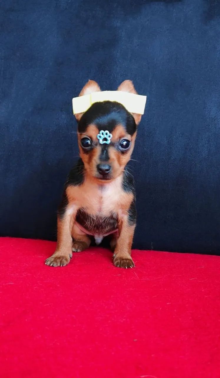 Pinscher Mini  - Foto 4