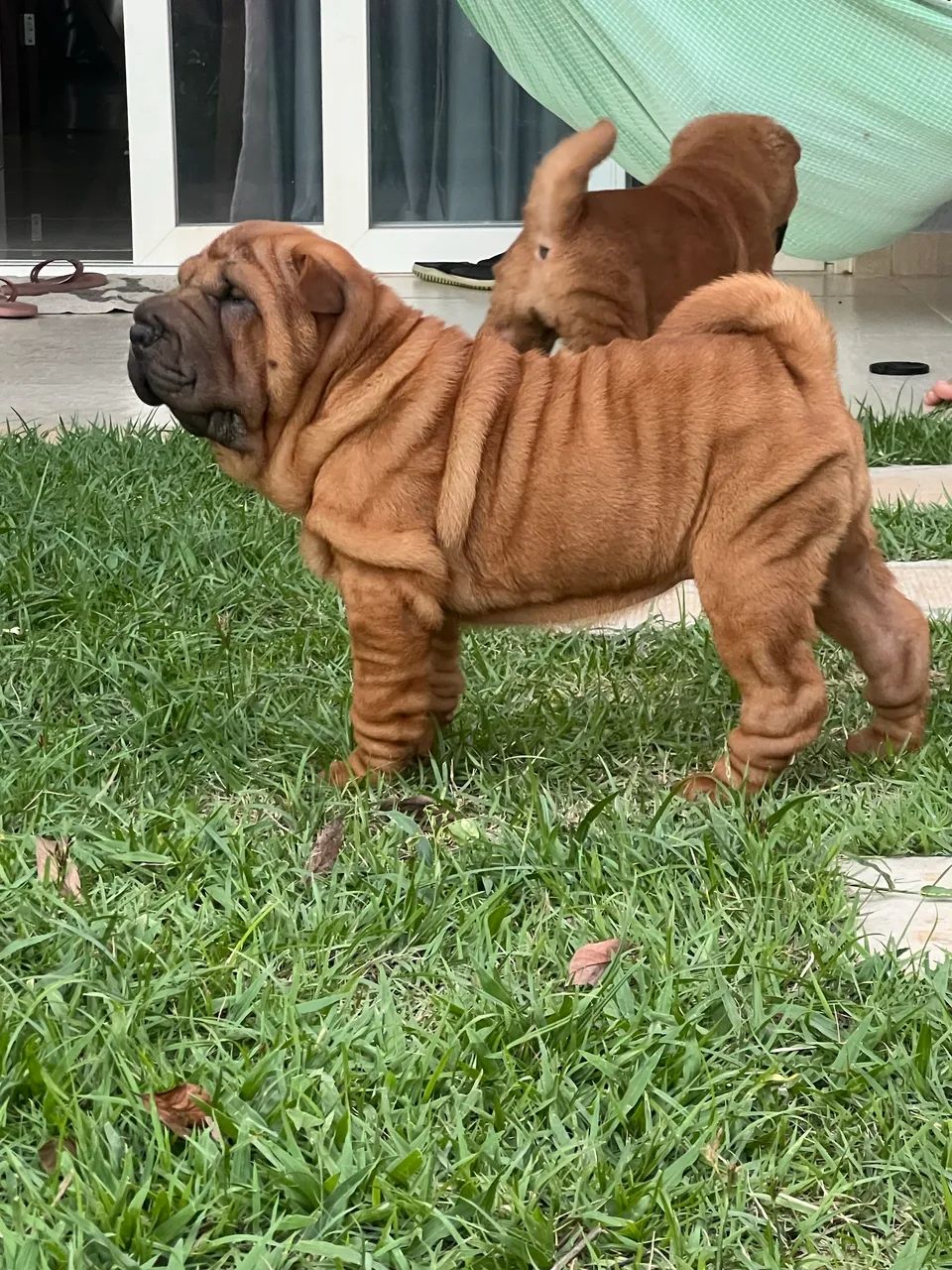 Lindos filhotes de Shar Pei 