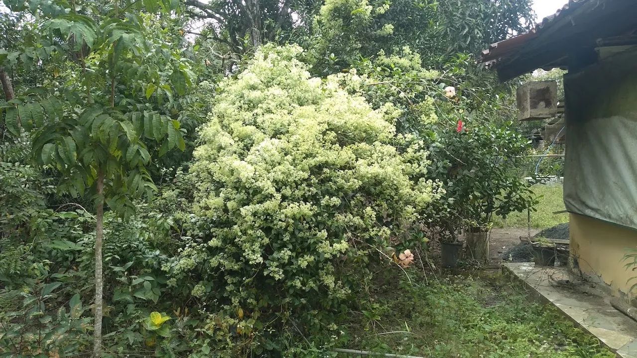 Sítio Santo Amaro Km25 - Foto 3