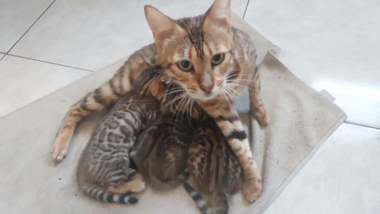 Bengal 
