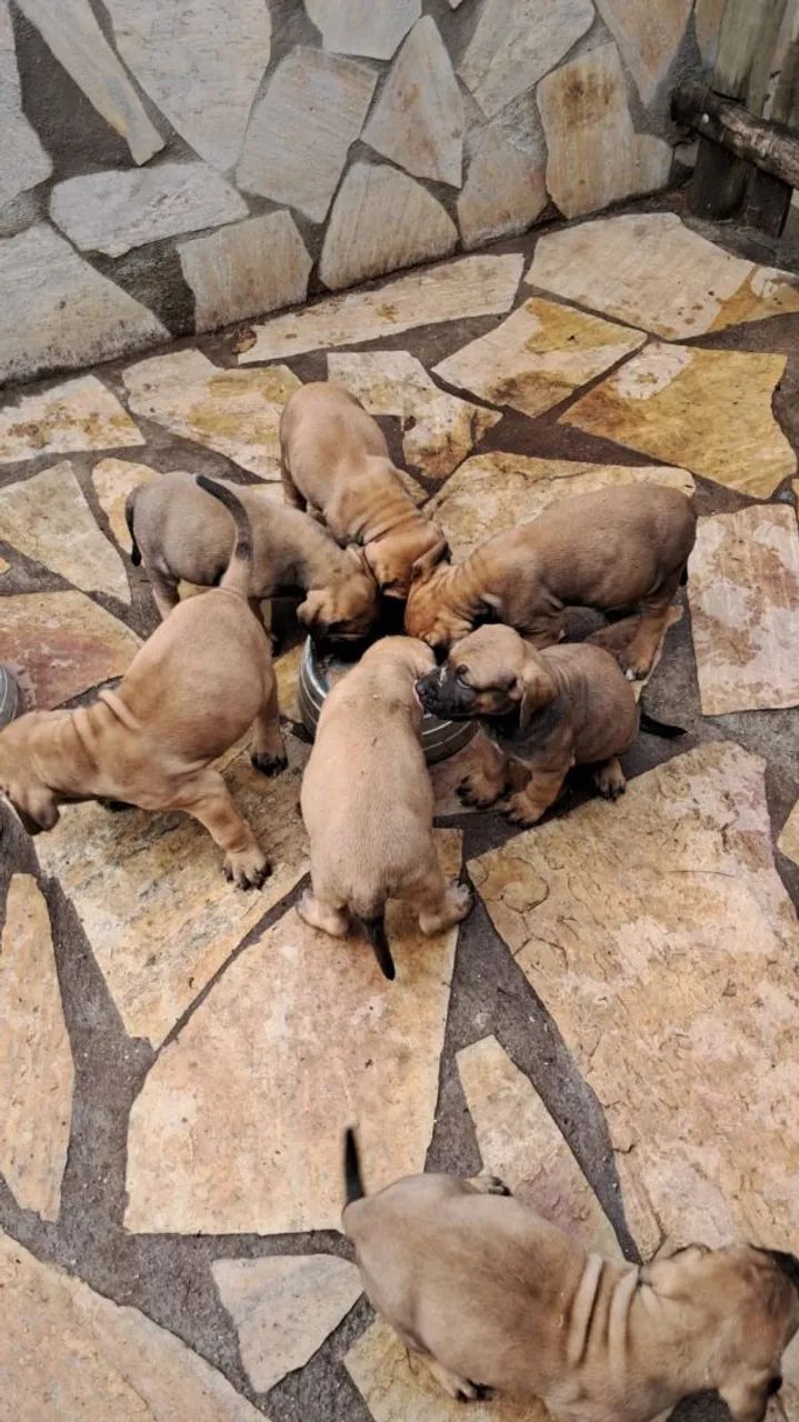 Fila Brasileiro  - Foto 4