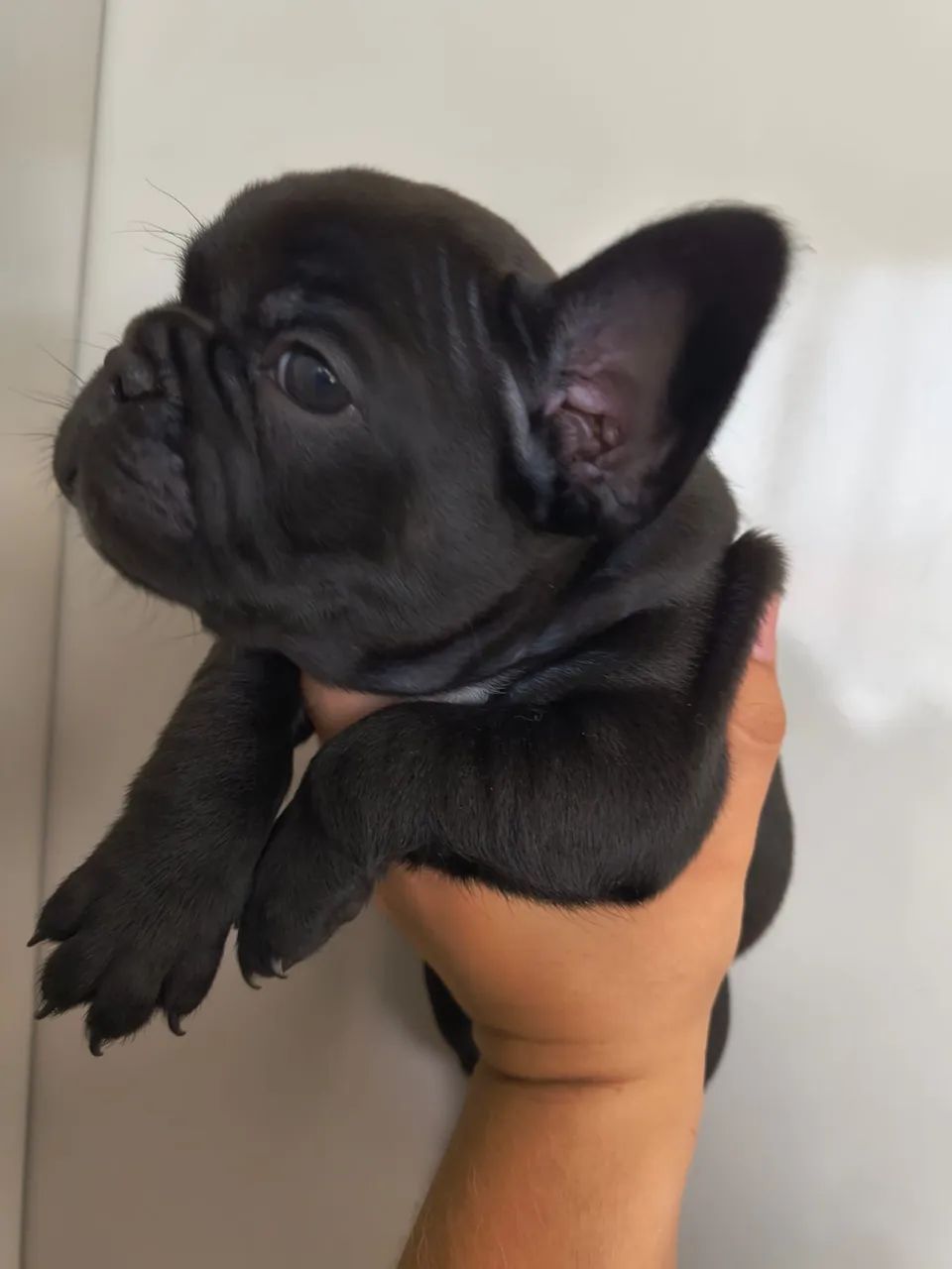 Buldogue francês  - Foto 2