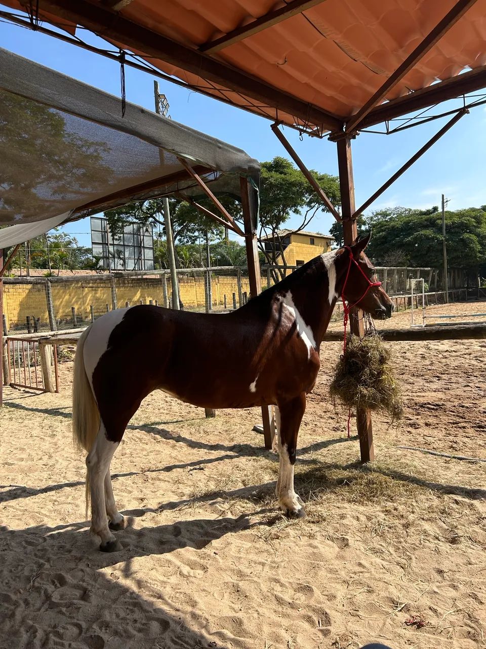 SEM REGISTRO proposta pra vender rápido**Égua MM pampa Castanho 5 anos , marcha batida  - Foto 4