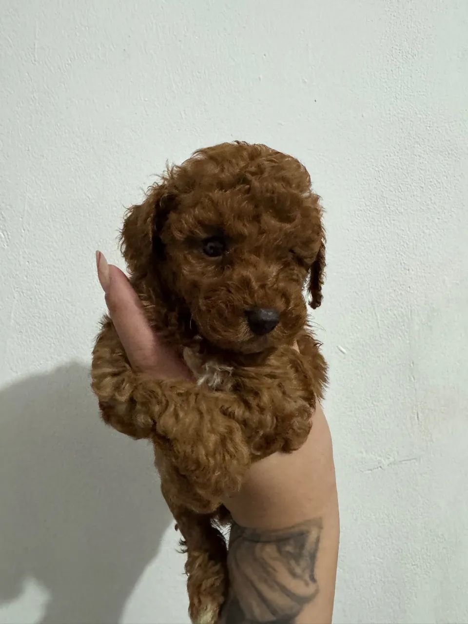 Poodle Toy Red Macho !  - Foto 3