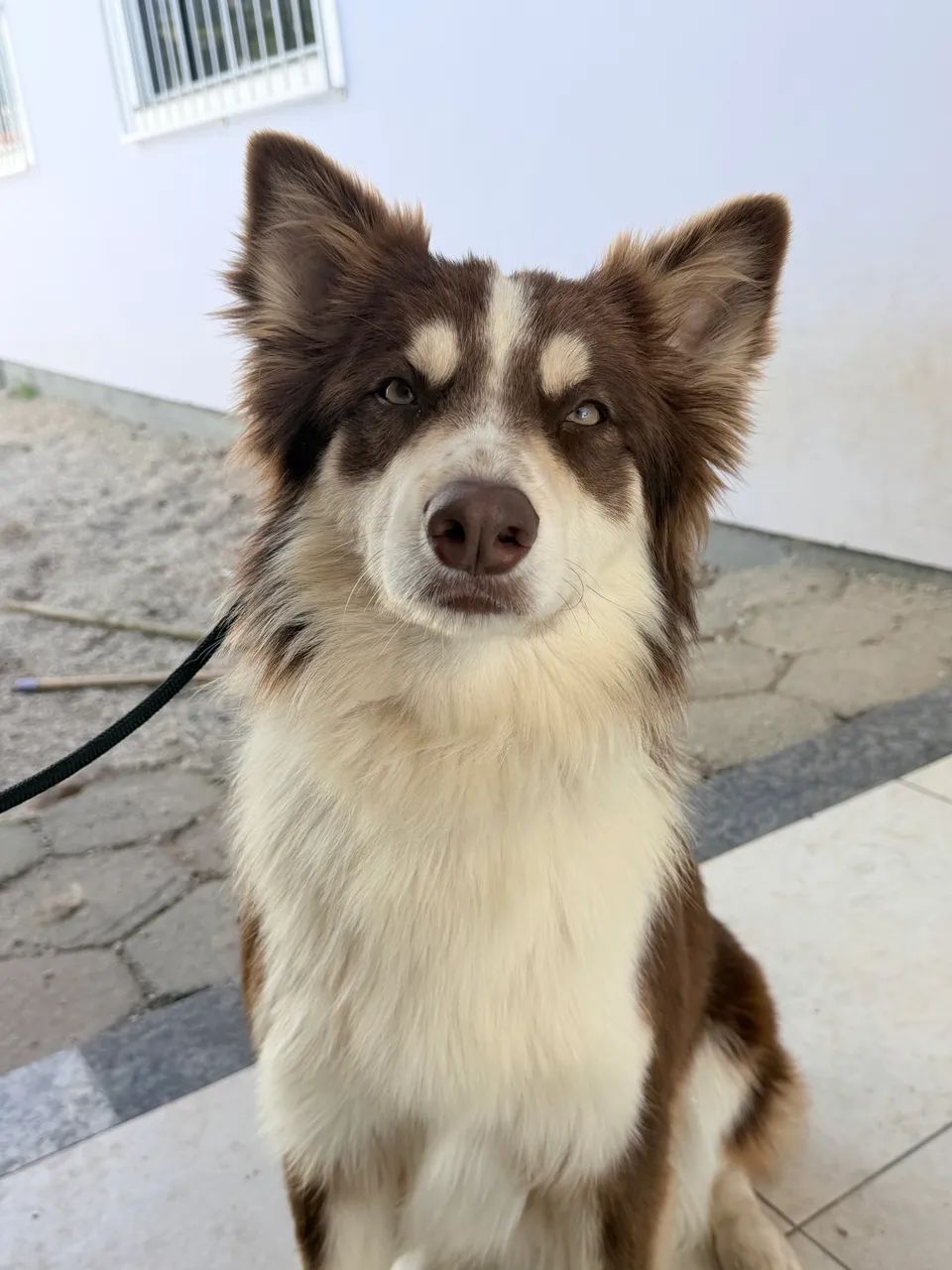 Border Collie - Foto 4