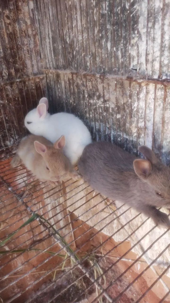 Mini coelho  - Foto 2