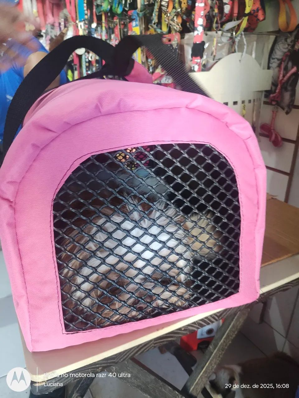 Transporte padrão IATA para viagem pet