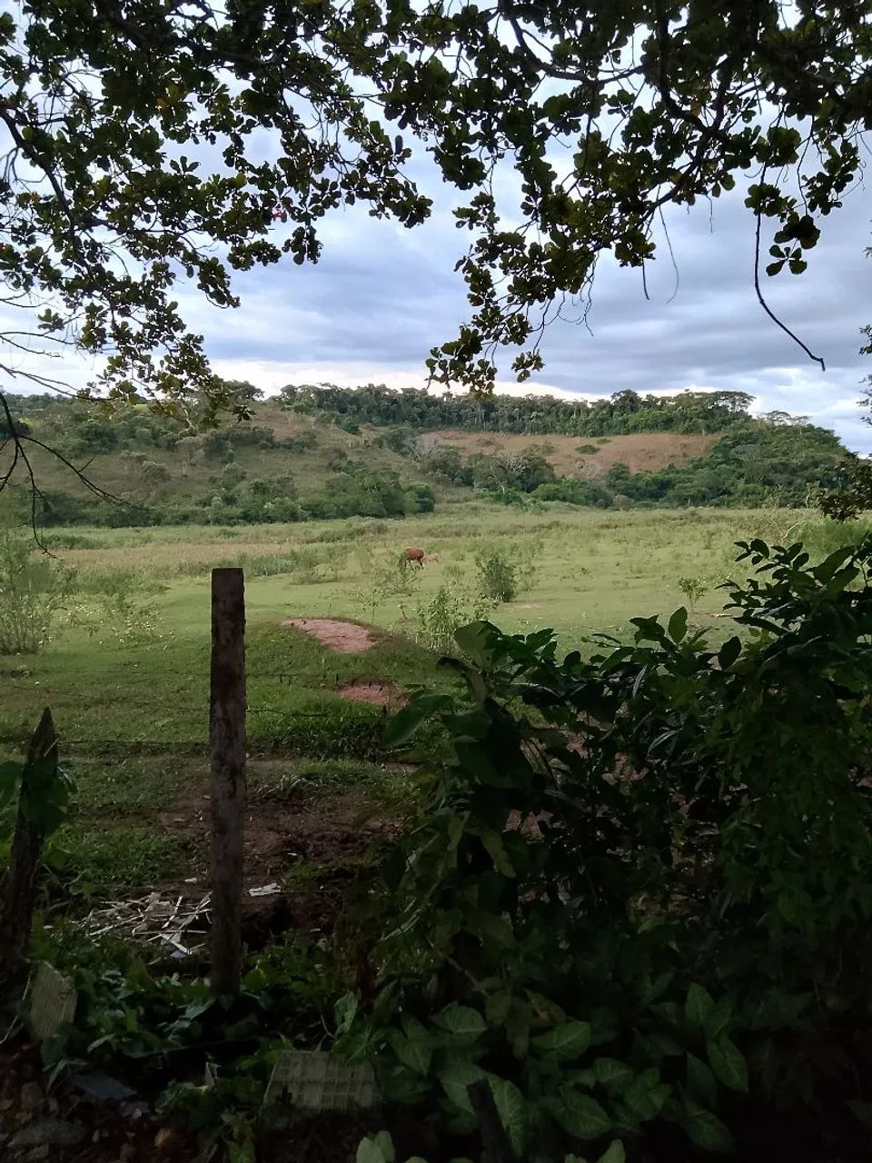 Disponibilizo meu cerviso pra tomar conta de sítio  caseiro 