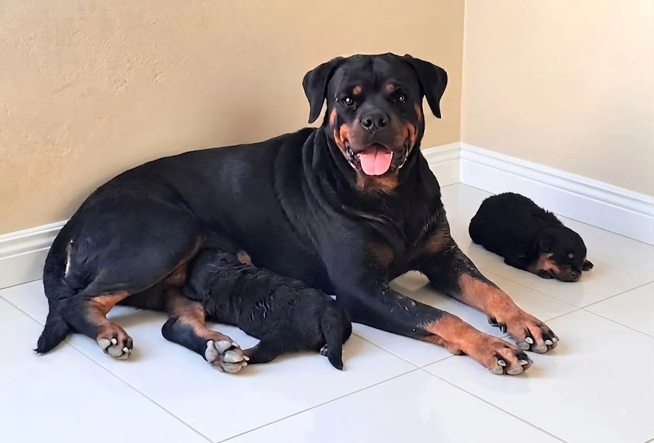 Filhotes de Rottweiler com Pedigree CBKC - Foto 3