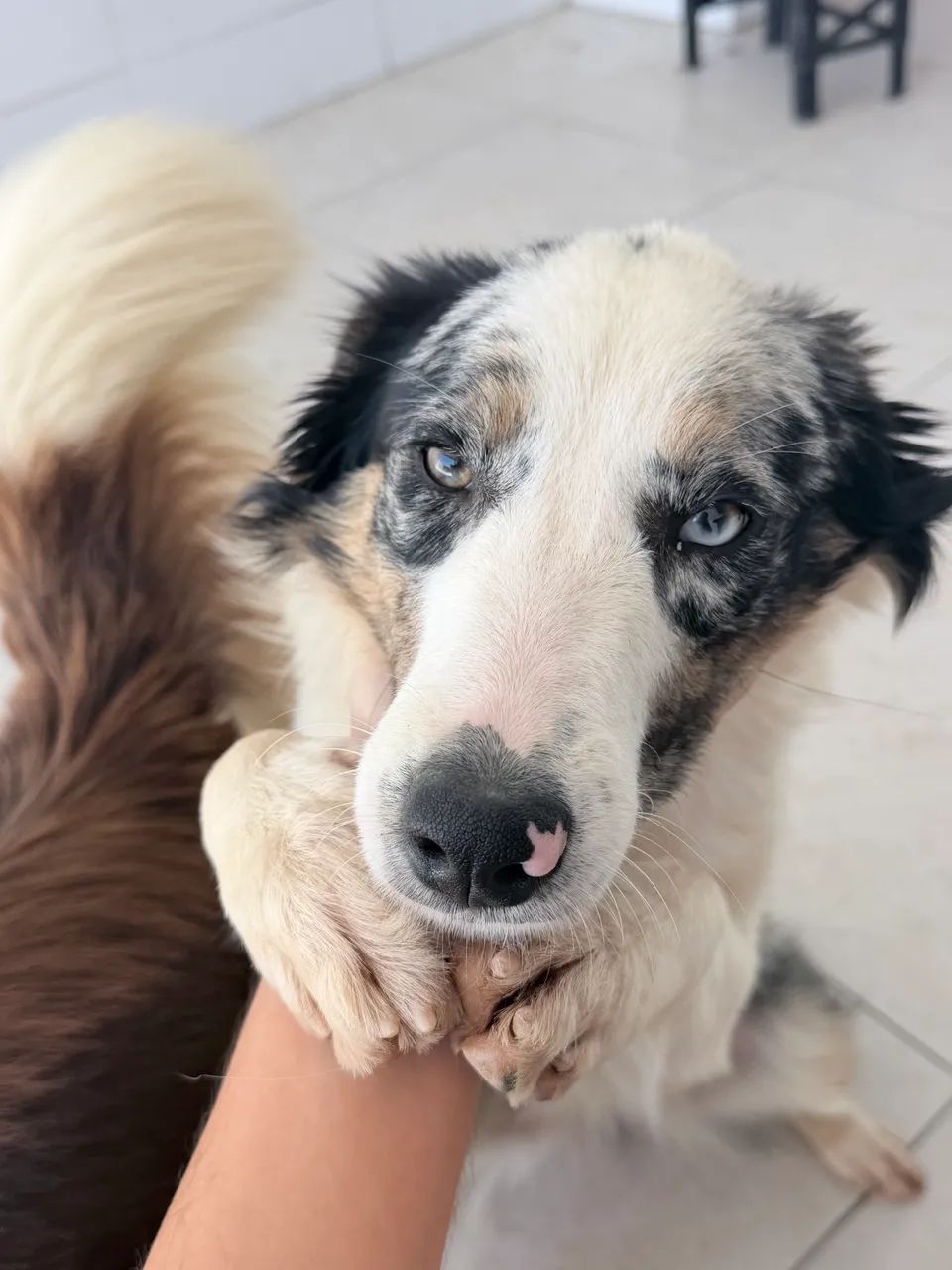 Border collie - Foto 3