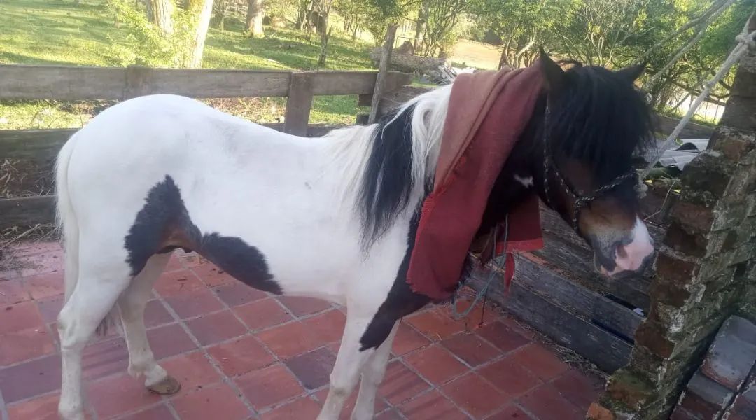 Vendo Pônei Tubiano lindo, lindo e muito mansinho.ponei tem  6 meses  perfeito para pet  - Foto 5