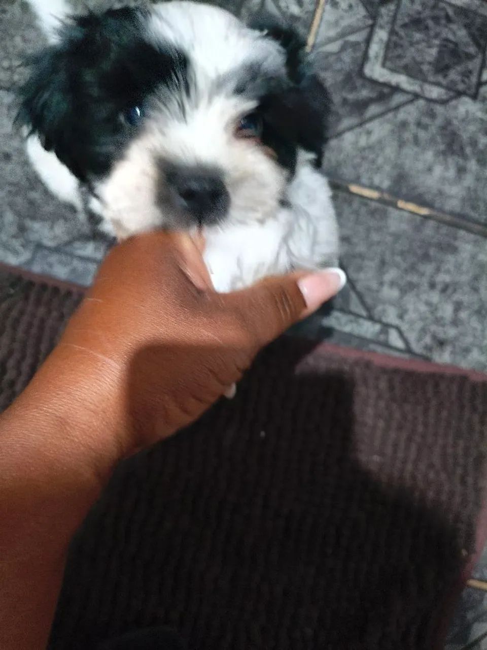 Cachorro chitzu  - Foto 5