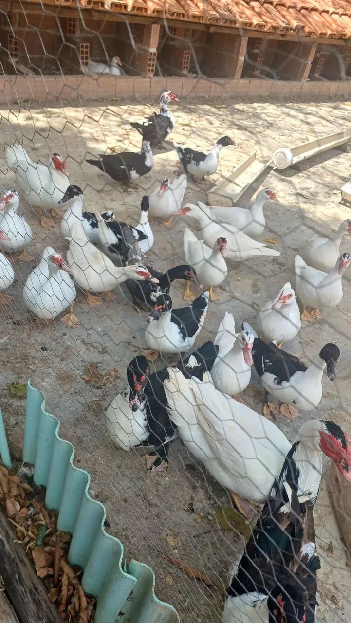 Pato Caipira