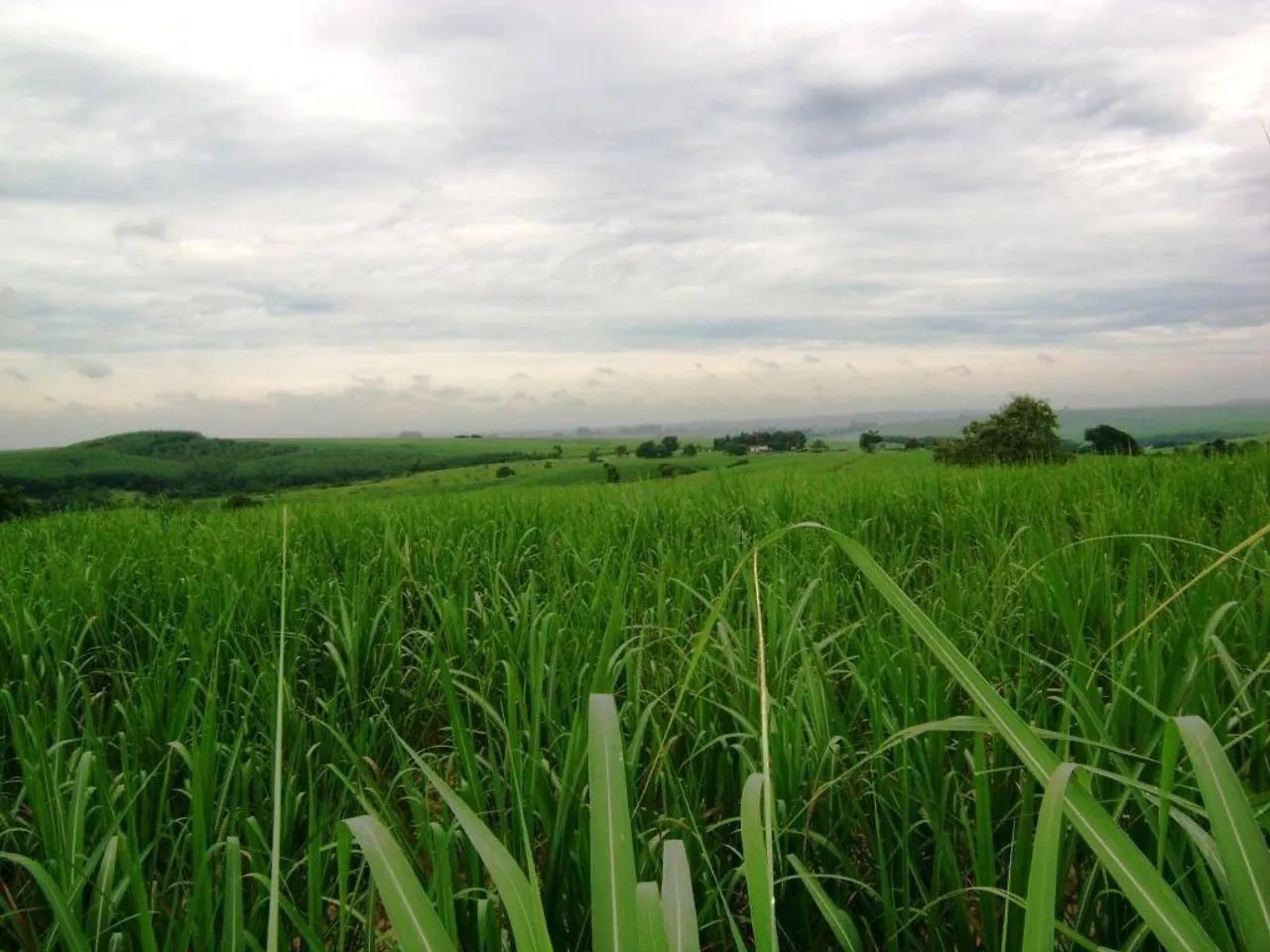 Fazenda à venda em Sumaré, Centro, com 1 quarto - Foto 4