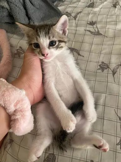 gatos - Foto 2