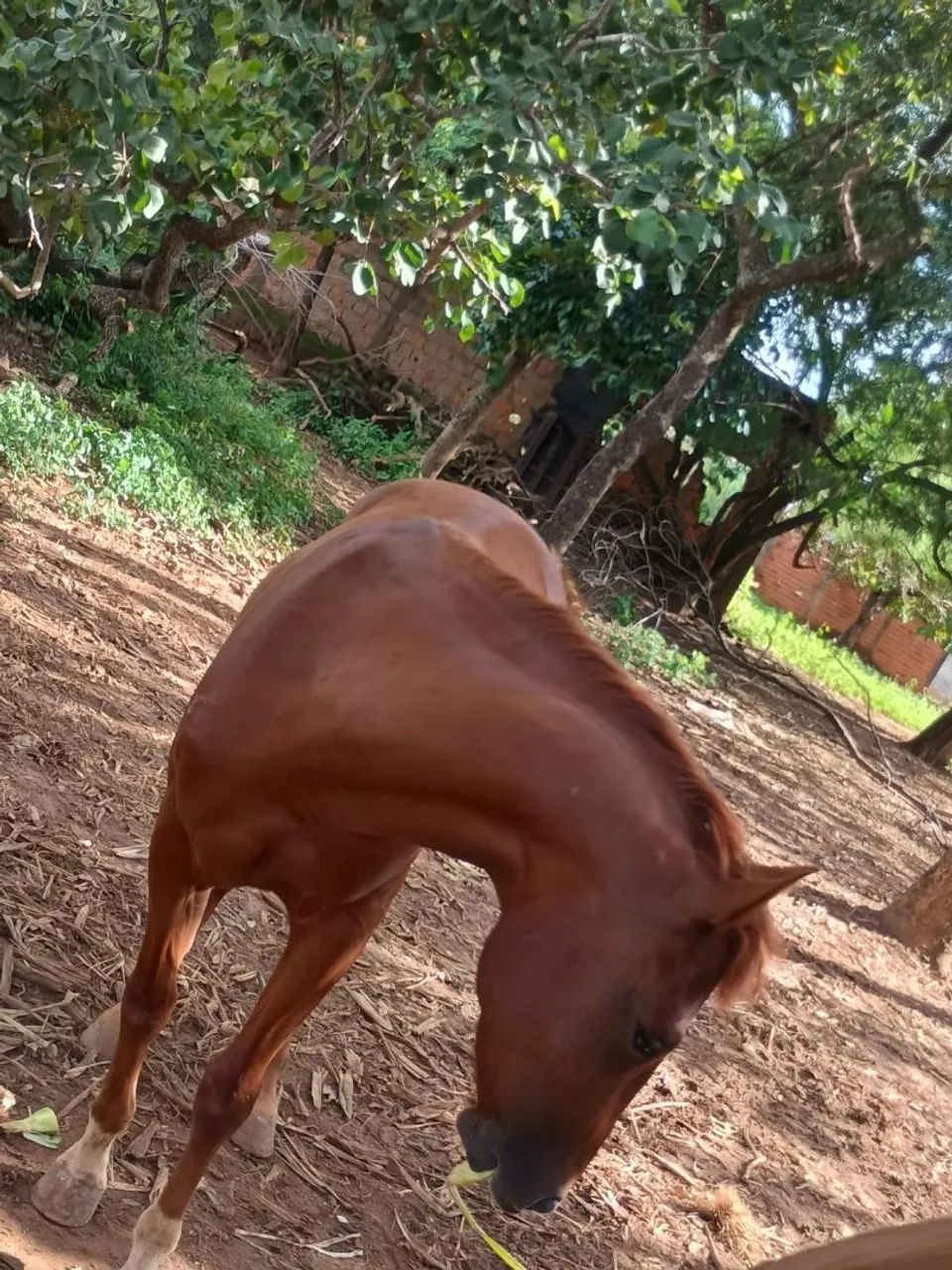 Potro quarto de milha - Foto 2