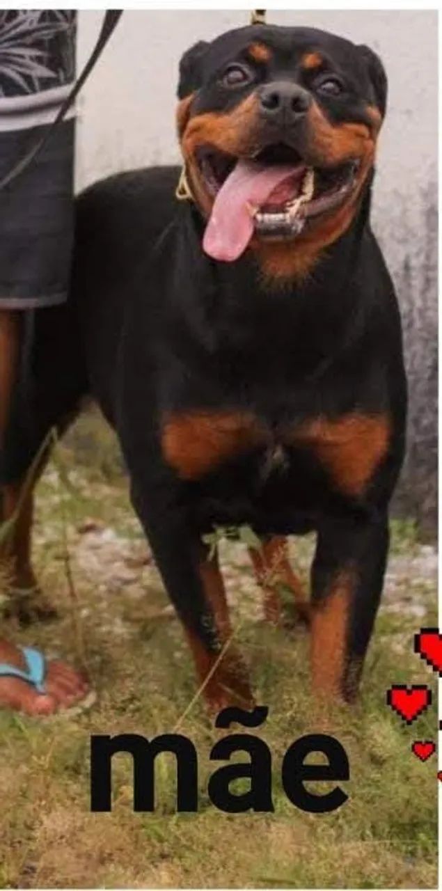 Cachorro Rottweiler  - Foto 3