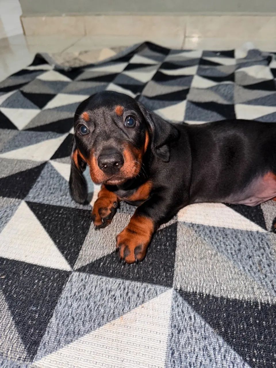 Pet