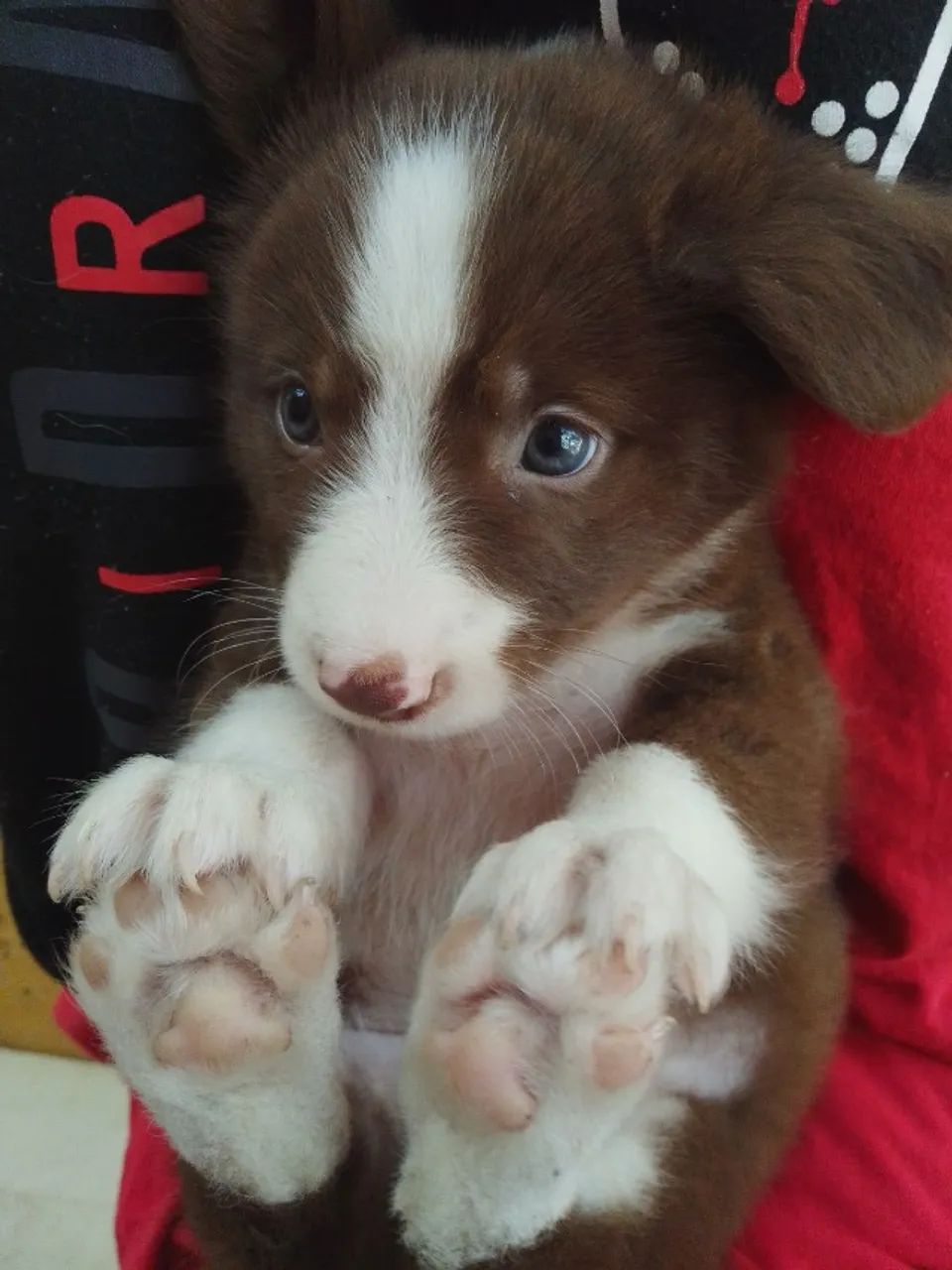 Border collie saudavel