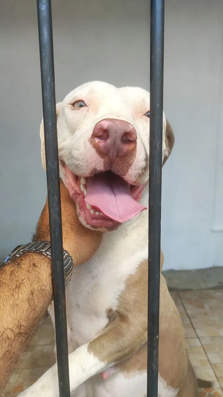 Pitbull  - Foto 3