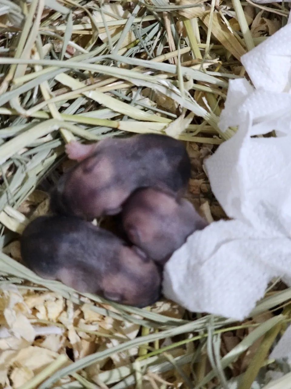 Filhote Hamster - Foto 3
