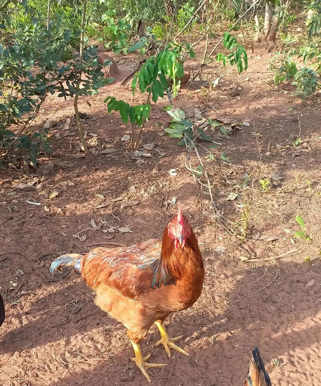 Galo - Foto 3