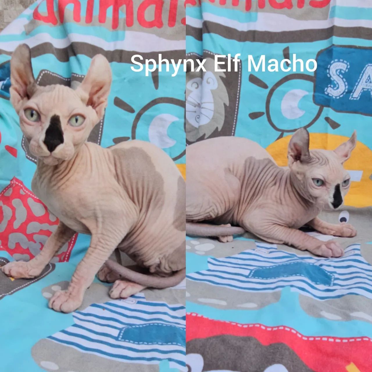 Sphynx e Elf Filhotes - Gatil BSB Cat  - Foto 2