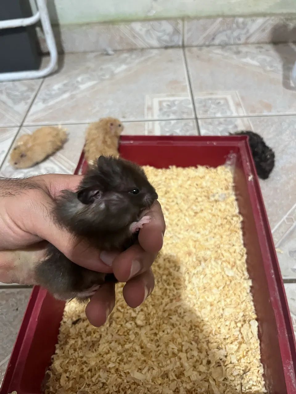 Hamster sírio  - Foto 3