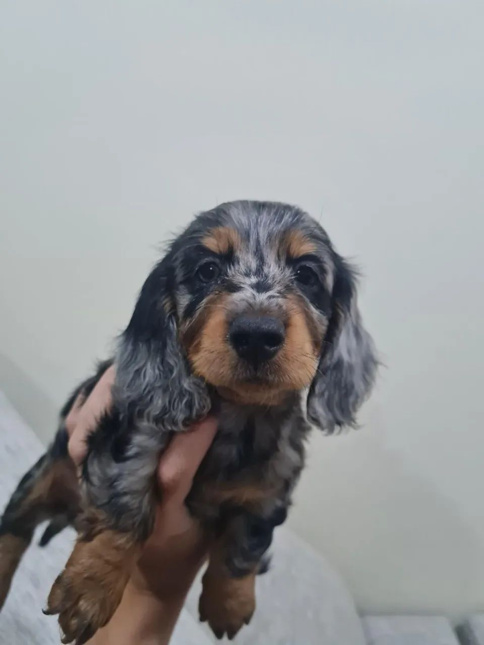 Filhotes de Basset Teckel - Foto 2