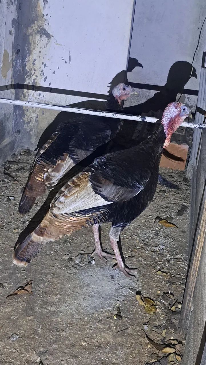 2 peru macho  - Foto 3