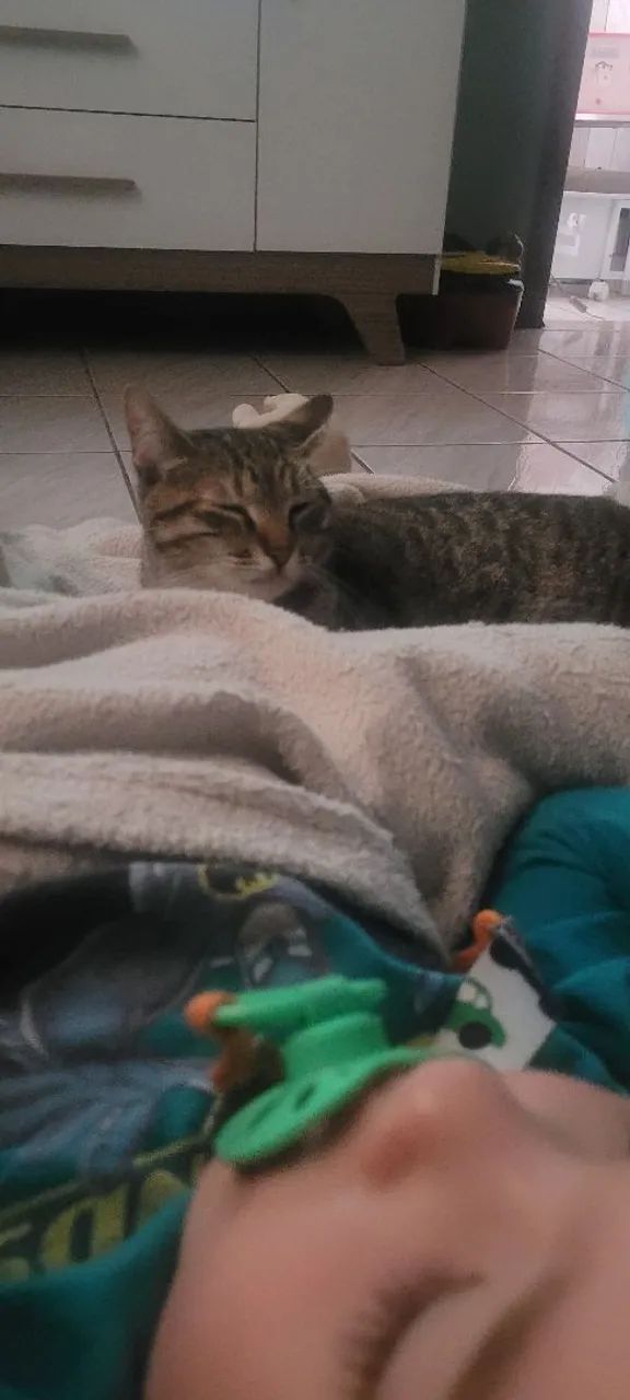 Doa se gatinha  - Foto 4