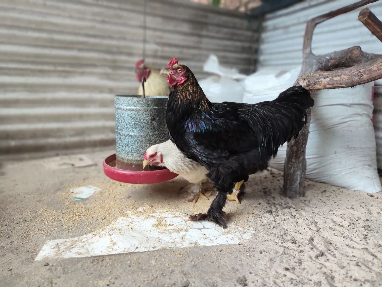 Galo - Foto 5