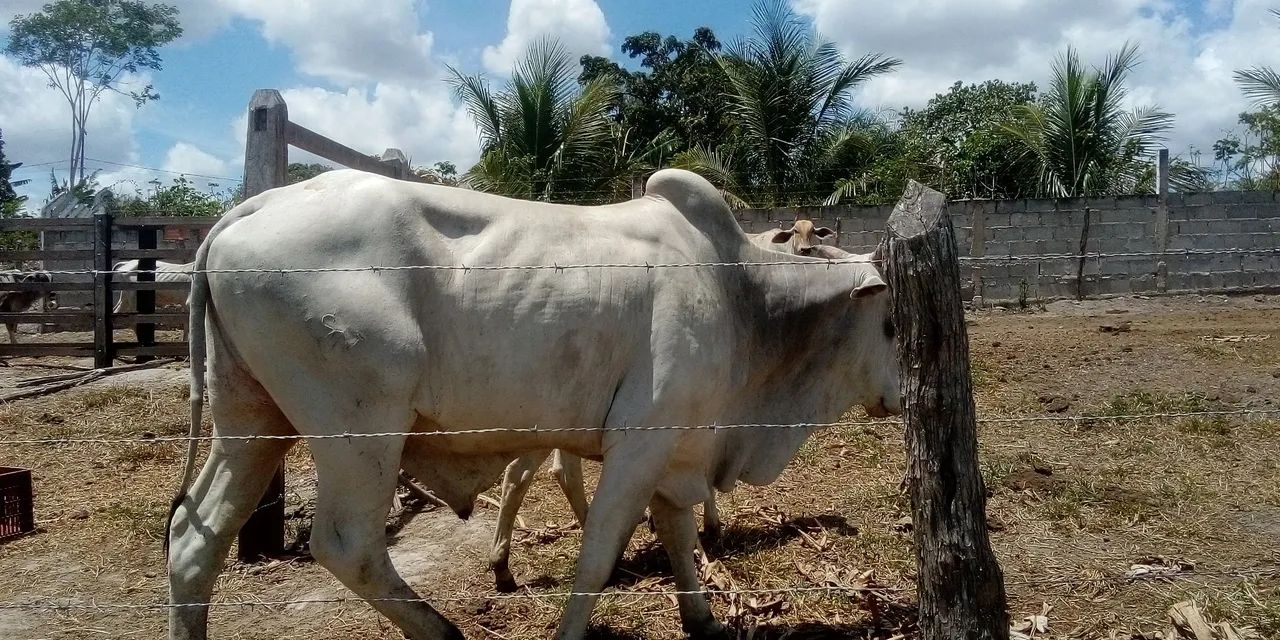 Estou disponível para trabalhar  - Foto 5