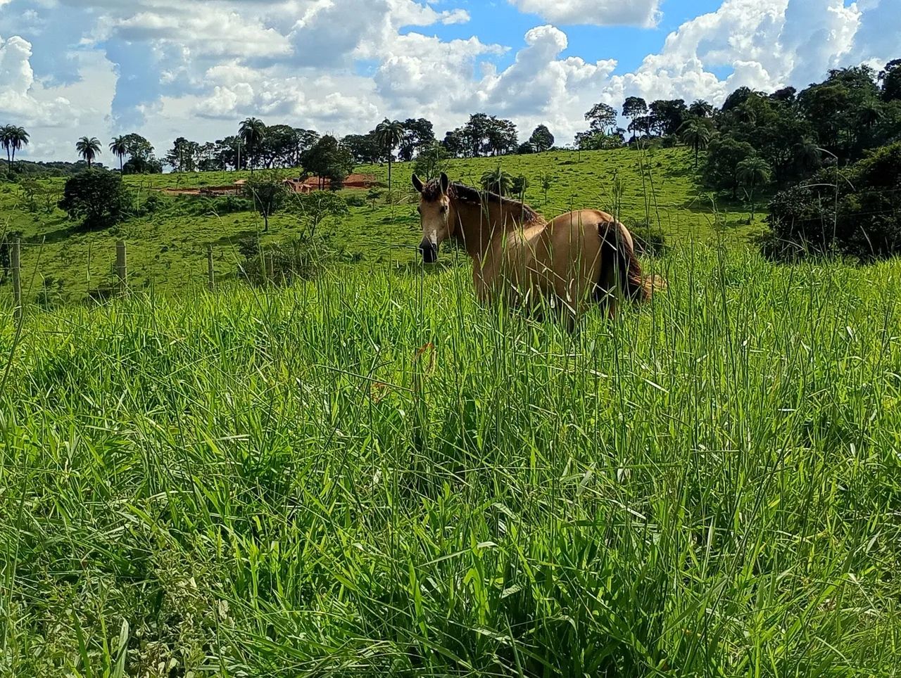 Cavalo Mangalarga  - Foto 2