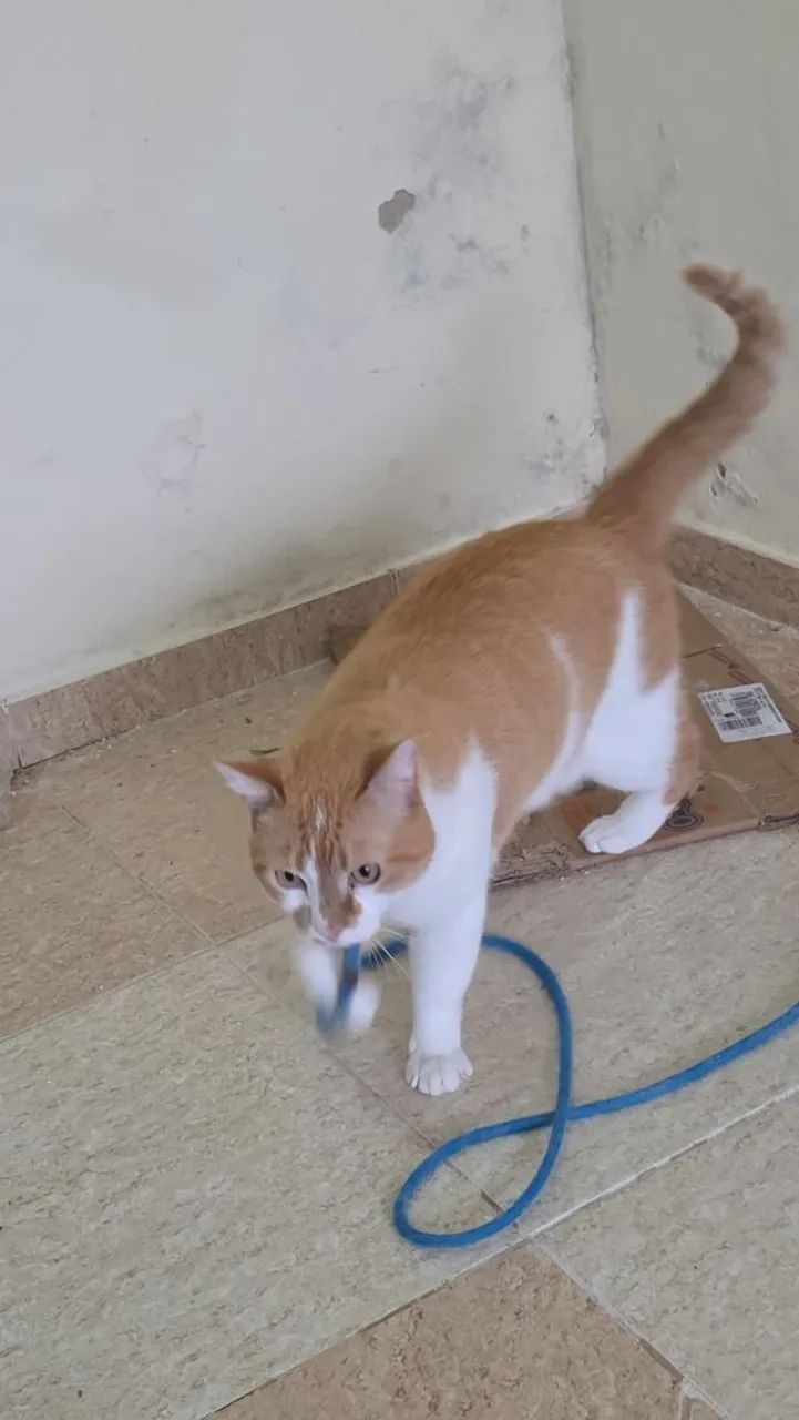 Doação de gato - Foto 4