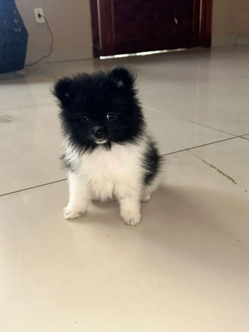 Spitz alemão macho  - Foto 2