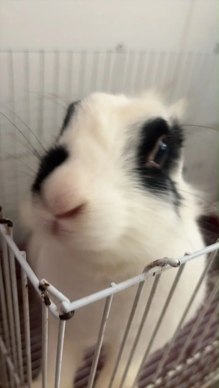 Doa se coelha com gaiola - Foto 2
