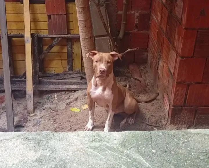 Adoção responsável 