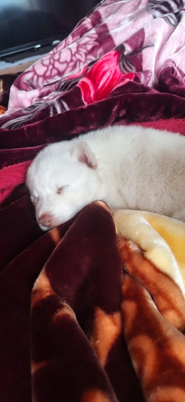 Husky siberiano 