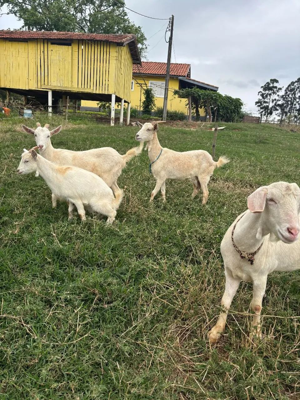 Cabras a venda - Foto 4