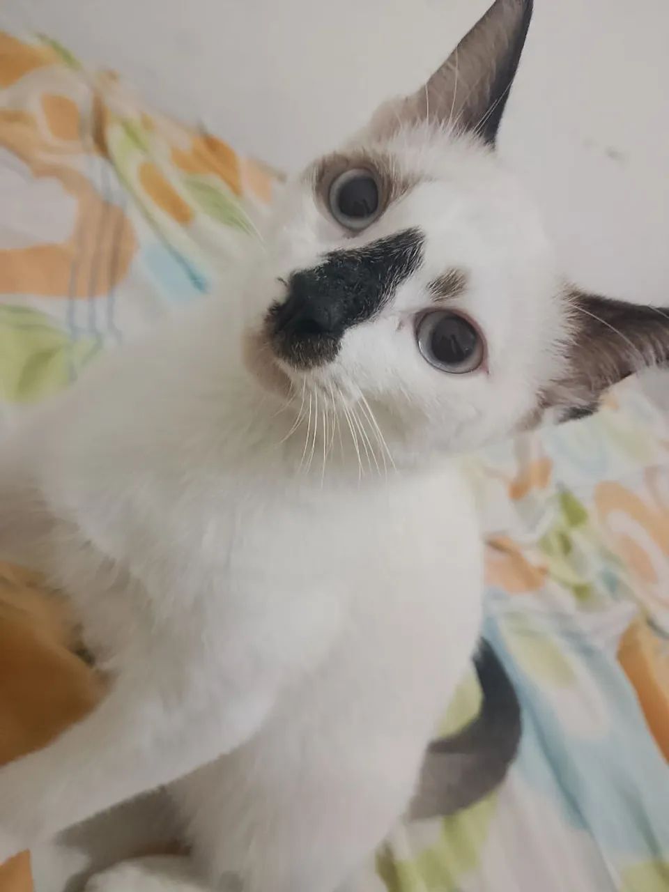 Pra adoção - Foto 3