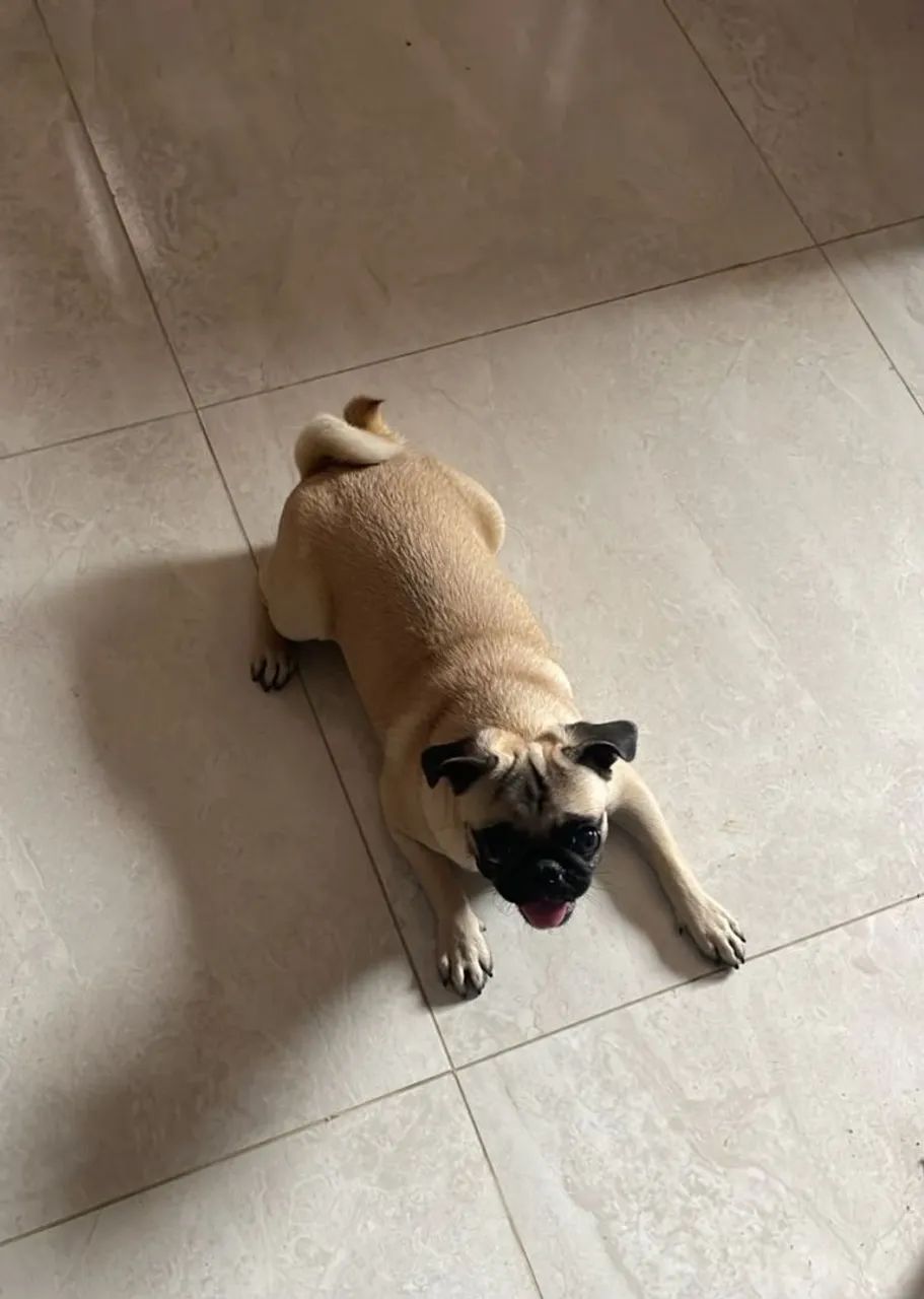 Pug - Foto 2