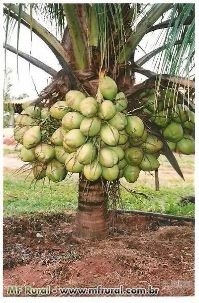 2 pés de coco anão legítimo - Foto 4