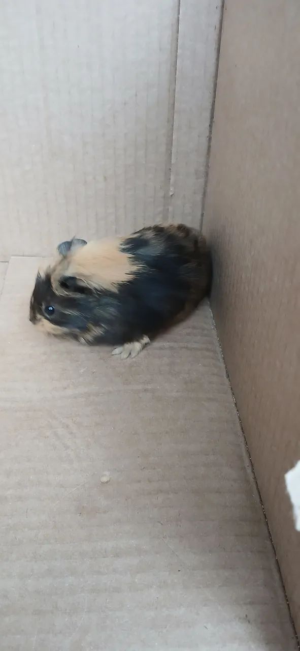 PORQUINHO DA ÍNDIA INGLÊS  - Foto 4